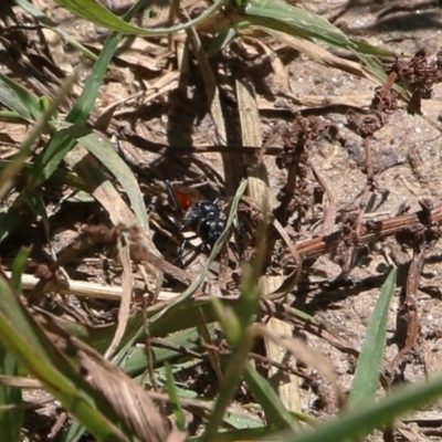 Ctenochares bicolorus (Black-tipped orange ichneumon) at Clyde Cameron Reserve - 9 Dec 2020 by Kyliegw