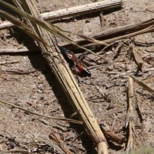 Podalonia tydei at Wodonga, VIC - 9 Dec 2020 11:30 AM
