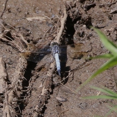 Orthetrum caledonicum (Blue Skimmer) at Clyde Cameron Reserve - 9 Dec 2020 by Kyliegw