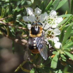 Scaptia sp. (genus) (March fly) at Tuggeranong Hill - 9 Dec 2020 by Owen