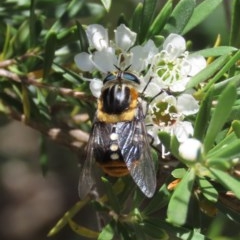 Scaptia sp. (genus) (March fly) at Theodore, ACT - 9 Dec 2020 by owenh