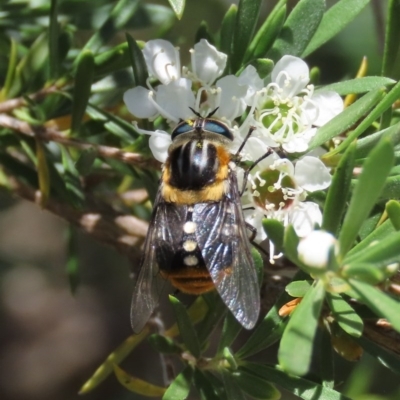 Scaptia sp. (genus) (March fly) at Tuggeranong Hill - 9 Dec 2020 by Owen