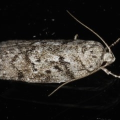 Philobota philostaura (A Concealer moth (Philobota group)) at Ainslie, ACT - 14 Dec 2019 by jb2602