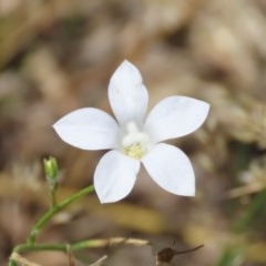 Wahlenbergia stricta subsp. stricta (Tall Bluebell) at Theodore, ACT - 9 Dec 2020 by owenh