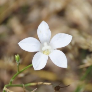 Wahlenbergia stricta subsp. stricta at Theodore, ACT - 9 Dec 2020