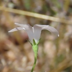 Wahlenbergia stricta subsp. stricta at Theodore, ACT - 9 Dec 2020