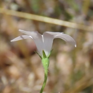 Wahlenbergia stricta subsp. stricta at Theodore, ACT - 9 Dec 2020