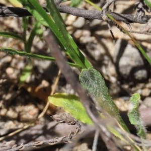 Wahlenbergia stricta subsp. stricta at Theodore, ACT - 9 Dec 2020