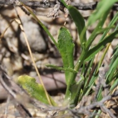 Wahlenbergia stricta subsp. stricta at Theodore, ACT - 9 Dec 2020