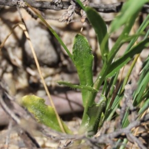 Wahlenbergia stricta subsp. stricta at Theodore, ACT - 9 Dec 2020