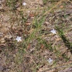 Wahlenbergia stricta subsp. stricta at Theodore, ACT - 9 Dec 2020