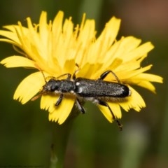 Eleale simplex (Clerid beetle) at ANBG - 8 Dec 2020 by Roger