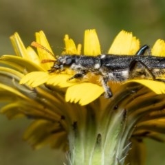 Eleale simplex at Acton, ACT - 9 Dec 2020 09:57 AM