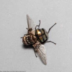Rutilia (Rutilia) sp. (genus & subgenus) (Bristle fly) at Acton, ACT - 8 Dec 2020 by Roger