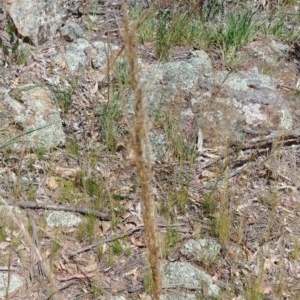 Austrostipa scabra at Hackett, ACT - 9 Dec 2020