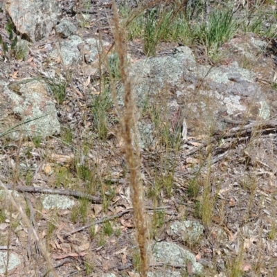 Austrostipa scabra (Corkscrew Grass, Slender Speargrass) at Hackett, ACT - 9 Dec 2020 by Avery