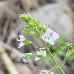 Veronica anagallis-aquatica (Blue Water Speedwell) at Coree, ACT - 9 Dec 2020 by tpreston