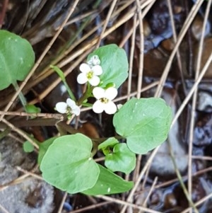 Cardamine paucijuga at Strathnairn, ACT - 9 Dec 2020