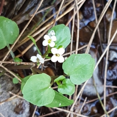 Cardamine paucijuga (Annual Bitter-cress) at Swamp Creek - 9 Dec 2020 by trevorpreston