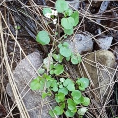 Cardamine paucijuga at Strathnairn, ACT - 9 Dec 2020