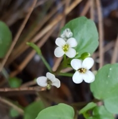 Cardamine paucijuga at Strathnairn, ACT - 9 Dec 2020