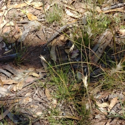 Rytidosperma (genus) (Wallaby Grass) at Hackett, ACT - 9 Dec 2020 by Avery
