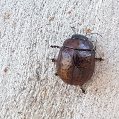 Trachymela sp. (genus) (Brown button beetle) at Uriarra Recreation Reserve - 9 Dec 2020 by tpreston