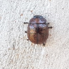 Trachymela sp. (genus) at Coree, ACT - 9 Dec 2020