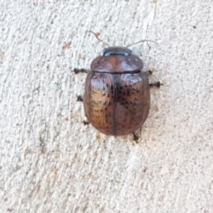 Trachymela sp. (genus) at Coree, ACT - 9 Dec 2020