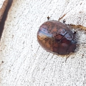 Trachymela sp. (genus) at Coree, ACT - 9 Dec 2020