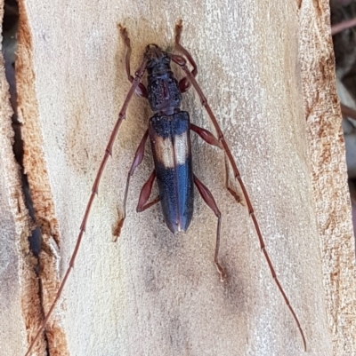 Epithora dorsalis (Longicorn Beetle) at Coree, ACT - 9 Dec 2020 by trevorpreston