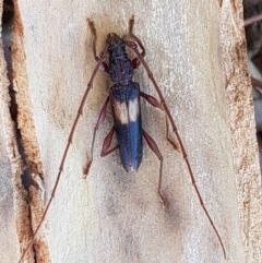 Epithora dorsalis (Longicorn Beetle) at Coree, ACT - 9 Dec 2020 by tpreston