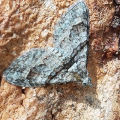 Phrissogonus laticostata (Apple looper moth) at Coree, ACT - 9 Dec 2020 by trevorpreston