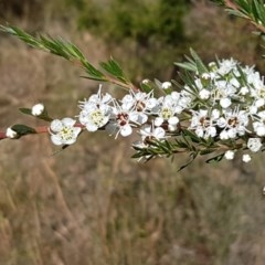 Kunzea ericoides (Burgan) at Denman Prospect, ACT - 9 Dec 2020 by trevorpreston