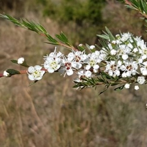 Kunzea ericoides at Denman Prospect, ACT - 9 Dec 2020