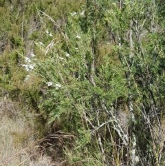 Kunzea ericoides at Denman Prospect, ACT - 9 Dec 2020