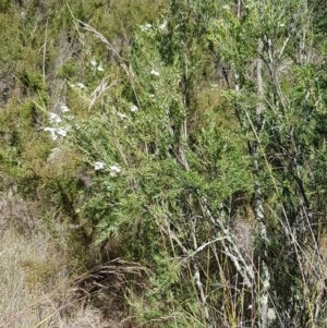 Kunzea ericoides at Denman Prospect, ACT - 9 Dec 2020 04:13 PM