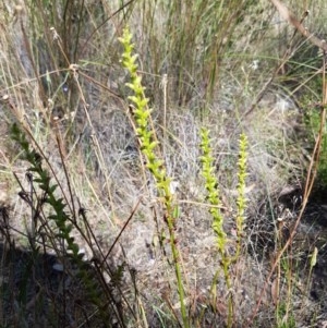 Microtis sp. at Denman Prospect, ACT - 9 Dec 2020