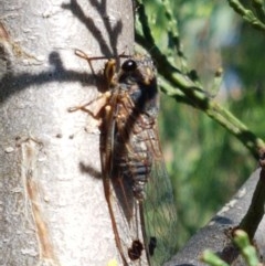 Galanga labeculata (Double-spotted cicada) at Block 402 - 9 Dec 2020 by trevorpreston