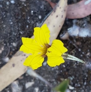 Goodenia hederacea subsp. hederacea at Denman Prospect, ACT - 9 Dec 2020