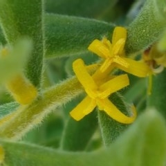 Persoonia rigida (Hairy Geebung) at Block 402 - 9 Dec 2020 by trevorpreston