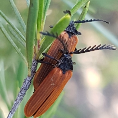 Porrostoma sp. (genus) (Lycid, Net-winged beetle) at Denman Prospect, ACT - 9 Dec 2020 by tpreston