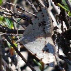Dichromodes estigmaria (Pale Grey Heath Moth) at Block 402 - 9 Dec 2020 by trevorpreston
