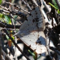 Dichromodes estigmaria (Pale Grey Heath Moth) at Denman Prospect, ACT - 9 Dec 2020 by tpreston