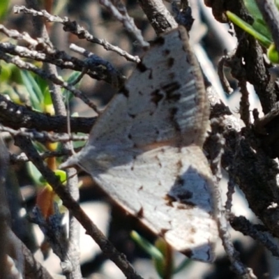 Dichromodes estigmaria (Pale Grey Heath Moth) at Piney Ridge - 9 Dec 2020 by tpreston