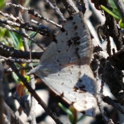 Dichromodes estigmaria (Pale Grey Heath Moth) at Denman Prospect, ACT - 9 Dec 2020 by trevorpreston