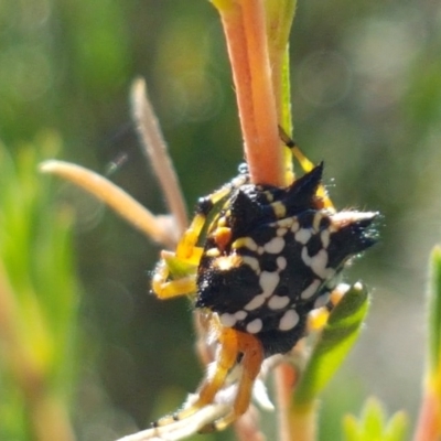 Austracantha minax (Christmas Spider, Jewel Spider) at Denman Prospect, ACT - 9 Dec 2020 by trevorpreston