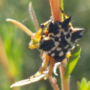 Austracantha minax at Denman Prospect, ACT - 9 Dec 2020 04:31 PM