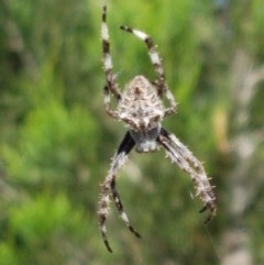 Backobourkia sp. (genus) (An orb weaver) at Denman Prospect, ACT - 9 Dec 2020 by tpreston