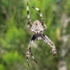 Backobourkia sp. (genus) at Denman Prospect, ACT - 9 Dec 2020